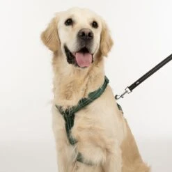 TIAKI Harness Neoprene - Green Size S: 32 - 56 Cm Chest Circumference -Zoo Plus 323025 neoprene geschirr l fg 1696 3 2