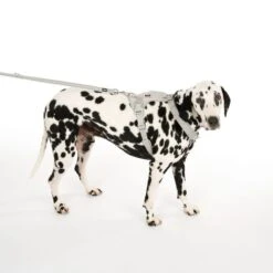 TIAKI Neoprene Harness - Grey Size XS: 28 - 42cm Chest Circumference 22 TIAKI Neoprene Harness - Grey Size XS: 28 - 42cm Chest Circumference -Zoo Plus 323033 neoprene geschirr l fg 0470 9 1