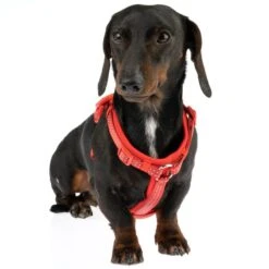 TIAKI Harness Neoprene - Red Size S: 32 - 56 Cm Chest Circumference -Zoo Plus 323397 neoprene geschirr s fg 1487 1 1
