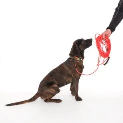 TIAKI Neo Comfort Towline, Red 15 M Long, 6 Mm Wide 14 TIAKI Neo Comfort Towline, Red 15 M Long, 6 Mm Wide -Zoo Plus 323596 neo comfort mit hund fg 8003 2