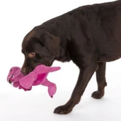 TIAKI Dog Toy D-Rex Approx. L 37 X W 16 X H 16 Cm 21 TIAKI Dog Toy D-Rex Approx. L 37 X W 16 X H 16 Cm -Zoo Plus 337498 t rex fg 6790 3