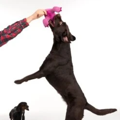 TIAKI Dog Toy D-Rex Approx. L 37 X W 16 X H 16 Cm 18 TIAKI Dog Toy D-Rex Approx. L 37 X W 16 X H 16 Cm -Zoo Plus 337498 t rex fg 6806 2