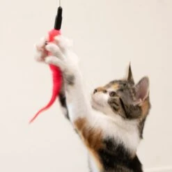 TIAKI Interactive Jumping Cat Toy Accessory: 2 X Replacement Feathers -Zoo Plus 402096 cat fg 0728 2 1