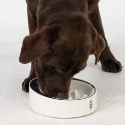 TIAKI Slow Feeder Smart Bowl With Scales 1 Bowl -Zoo Plus 432796 dog fg 6036 1