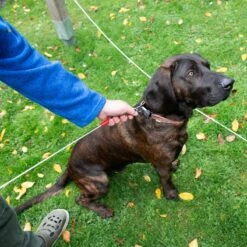 TIAKI Garden Lead 7m Length 20 TIAKI Garden Lead 7m Length -Zoo Plus 475444 tie out hofleine dog fg 0629 4