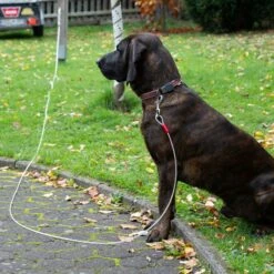 TIAKI Garden Lead 7m Length 13 TIAKI Garden Lead 7m Length -Zoo Plus 475444 tie out hofleine dog fg 0641 4