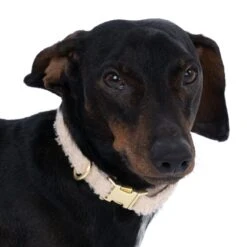 TIAKI Sherpa Collar, Lead & Scrunchie Large Size Collar: 42-66cm (Neck Circumference) -Zoo Plus 485896 tiaki collar sherpa s fg 5775 3