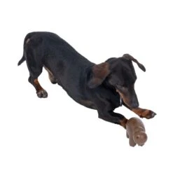 TIAKI Hippo Squeaky Chew Toy 13.5 X 6 X 8 Cm (L X W X H) -Zoo Plus 486112 coffee seeds hippo squeaky chew toy fg 3786 9