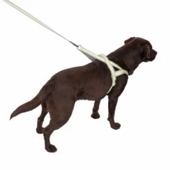 TIAKI No-pull Harness L: Approx. 75-95 Cm Chest Circumference -Zoo Plus 492130 tiaki no pull geschirr dog fg 8858 1 1