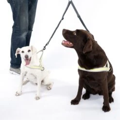 TIAKI Double Bungee Lead Extension Length: Approx. 40-70cm -Zoo Plus 492133 tiaki double bunjee leine extender dogs fg 8880 5