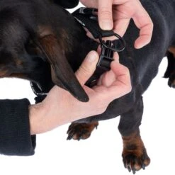 TIAKI Reflective Collar Size L: 45 - 55 Cm Neck Circumference, 20mm Width -Zoo Plus 499039 tiaki hundehalsband reflective m fg 4077 5 2