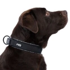 TIAKI Reflective Collar Size M: 35 - 45 Cm Neck Circumference, 20mm Width 25 TIAKI Reflective Collar Size M: 35 - 45 Cm Neck Circumference, 20mm Width -Zoo Plus 499040 499044 dog 4693 5 1