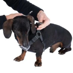 TIAKI Grey Harness Size S: Approx. 46 - 66 Cm Chest Circumference -Zoo Plus 499046 tiaki geschirr grau xs fg 4125 2