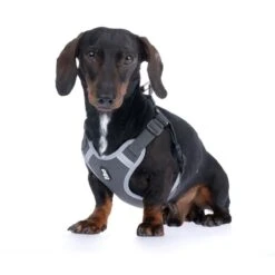TIAKI Grey Harness Size XS: Approx. 38 - 54 Cm Chest Circumference -Zoo Plus 499046 tiaki geschirr grau xs fg 4131 0 2