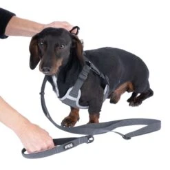 TIAKI Grey Harness Size S: Approx. 46 - 66 Cm Chest Circumference -Zoo Plus 499046 tiaki geschirr grau xs fg 4134 6