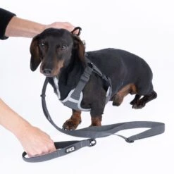 TIAKI Grey Dog Lead Length: Approx. 150 - 200 Cm -Zoo Plus 499049 tiaki hundeleine grau fg 4134 3