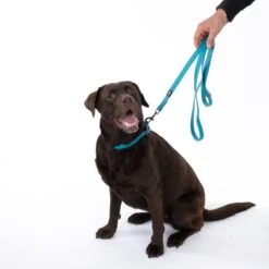 TIAKI Water-repellent PVC Leash, Blue Length: Approx. 200 Cm -Zoo Plus 501405 501506 dog fg 0380 6