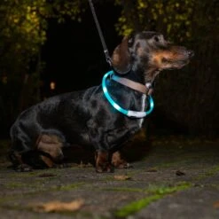 TIAKI Small USB LED Lantern Silicone Collar Turquoise -Zoo Plus 501715 dog at night fg 1837 2