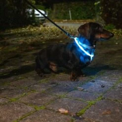 TIAKI Small USB LED Lantern Silicone Collar Turquoise -Zoo Plus 501715 dog at night fg 1847 6