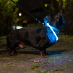 TIAKI Small USB LED Lantern Silicone Collar Turquoise -Zoo Plus 501715 dog at night fg 1851 0