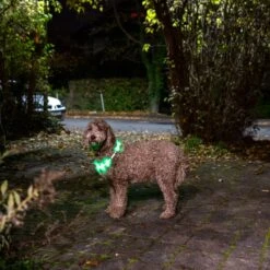TIAKI Spark USB LED Silicone Collar Green 12 TIAKI Spark USB LED Silicone Collar Green -Zoo Plus 501718 dog at night fg 1930 5