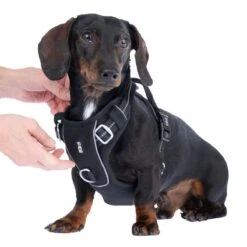 TIAKI Perfect Fit Harness Size S: 48 - 61 Cm Chest Circumference -Zoo Plus 501865 geschirr perfect fit s fg 4156 2