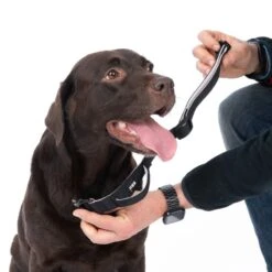 TIAKI Safety Collar Size S: 35 - 50 Cm Neck Circumference, 25mm Width 13 TIAKI Safety Collar Size S: 35 - 50 Cm Neck Circumference, 25mm Width -Zoo Plus 520896 tiaki security collar l dog fg 6094 2