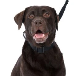 TIAKI Safety Collar Size L: 50 - 70 Cm Neck Circumference, 38mm Width -Zoo Plus 520896 tiaki security collar l dog fg 6104 8 2