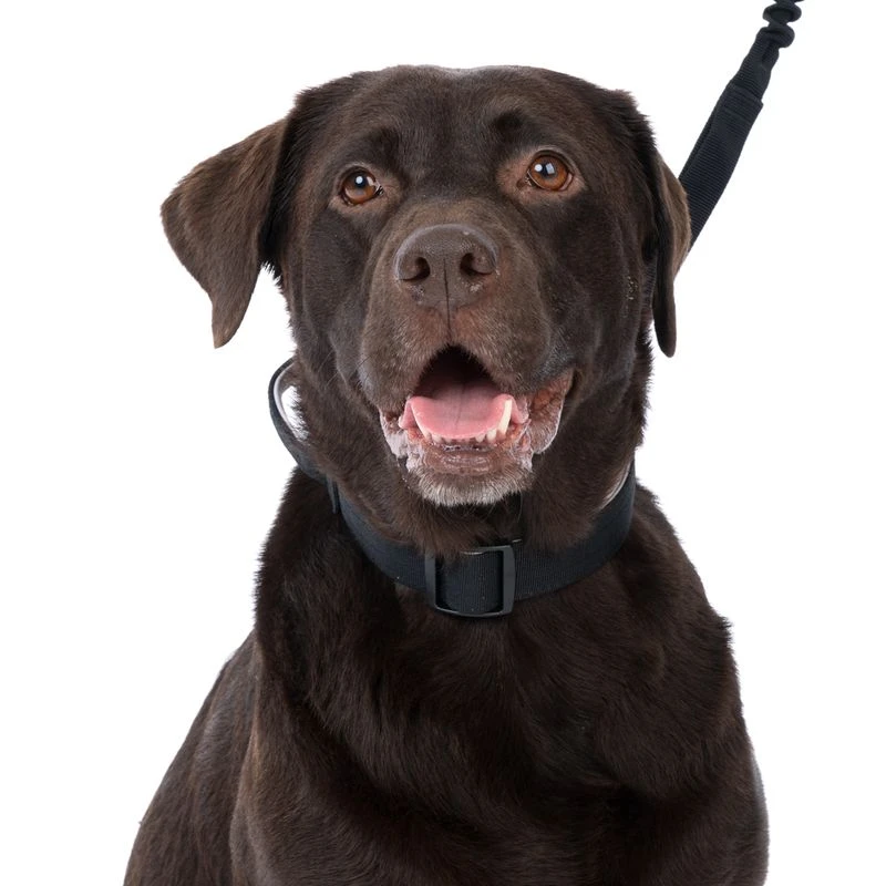 TIAKI Safety Collar Size S: 35 - 50 Cm Neck Circumference, 25mm Width 7 TIAKI Safety Collar Size S: 35 - 50 Cm Neck Circumference, 25mm Width - Image 7