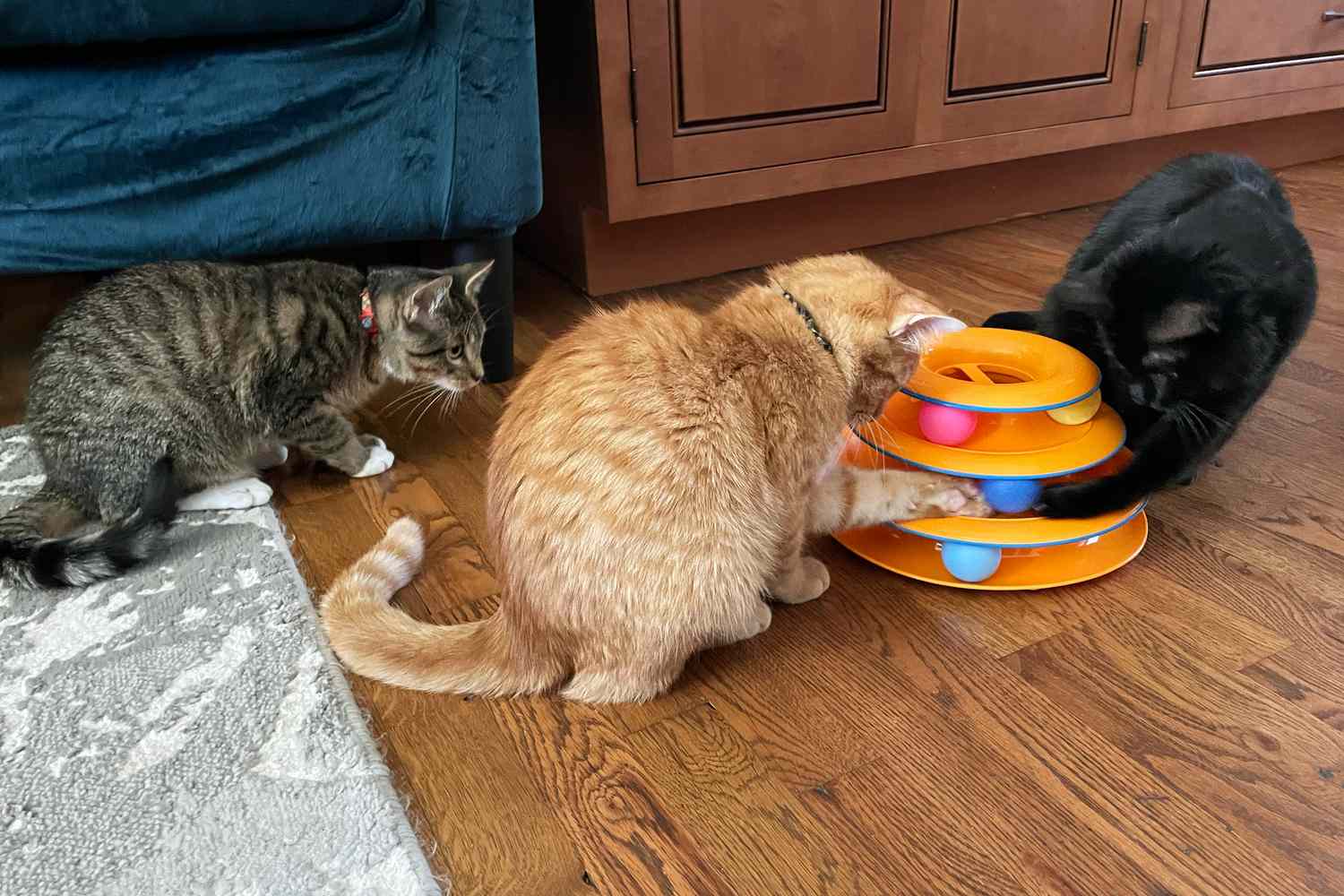 Zoo Plus -Zoo Plus peo cat toys test catstages tower tracks 3 count cassidy walter 13 crop c8aab610212741debd58a64884fcba36