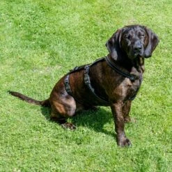 TIAKI Reflective Safety Harness Size L: 58 - 102cm Chest Circumference -Zoo Plus tiaki safety harness reflect mit hunden fg 3561 4