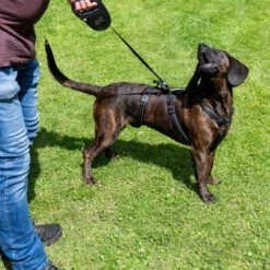 TIAKI Reflective Safety Harness Size L: 58 - 102cm Chest Circumference -Zoo Plus tiaki safety harness reflect mit hunden fg 3581 1