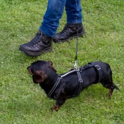 TIAKI Reflective Safety Harness Size S: 31 - 50cm Chest Circumference -Zoo Plus tiaki safety harness reflect mit hunden fg 3616 6 1